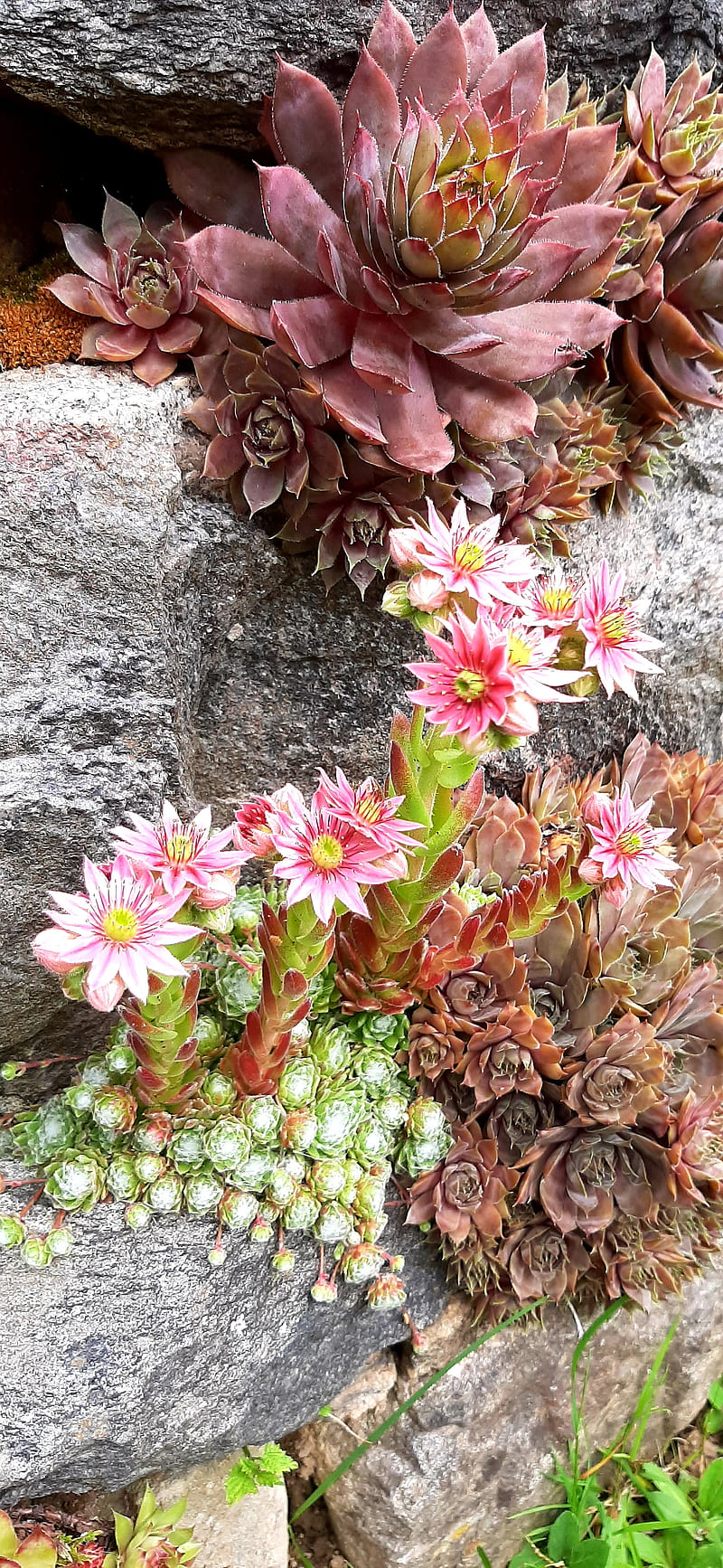 Sempervivum, flower, nature, succulents, HD phone wallpaper