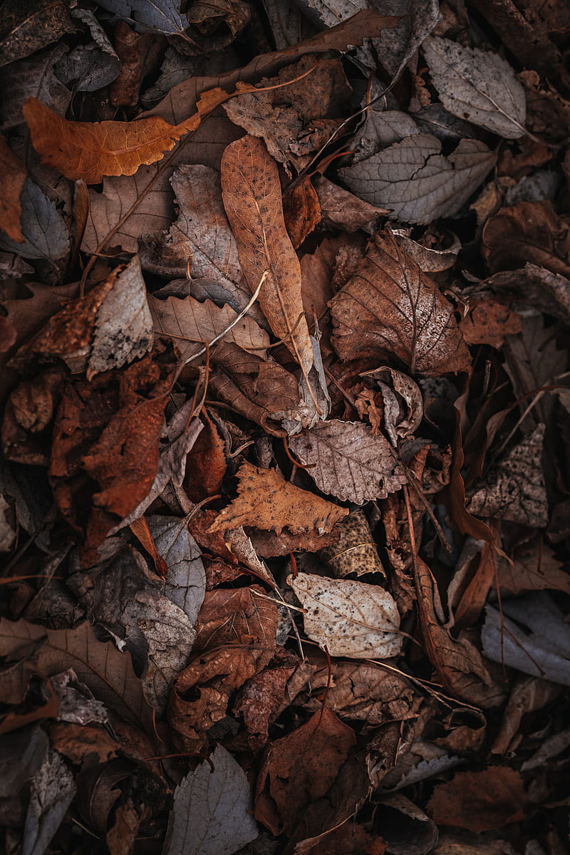 foliage, dry, autumn, HD phone wallpaper