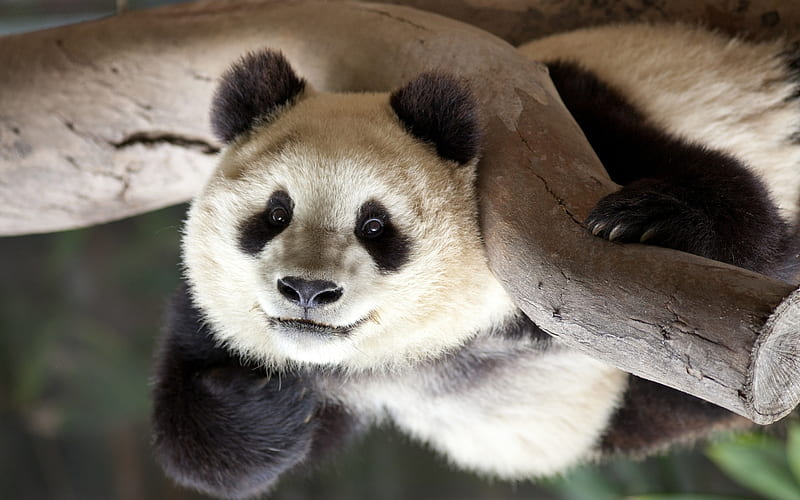 panda, close-up, cute animals, zoo, tree, bears, Ailuropoda, HD wallpaper