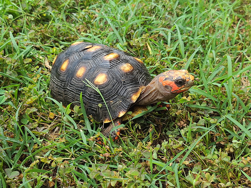 Red foot tortoise, abstract, art, light, lights, redfoot, tortoise ...