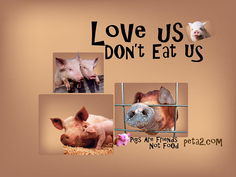 Love Us, Don't Eat Us, people for the ethical treatment of animals,  chicken, HD wallpaper | Peakpx