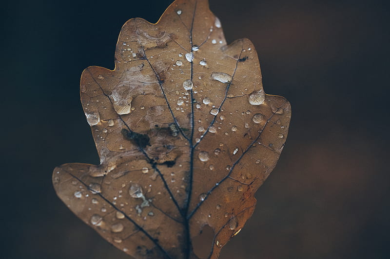 low light graphy of brown leaf, HD wallpaper