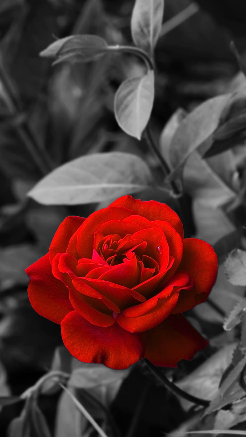 rose, bud, red, bw, garden, HD phone wallpaper