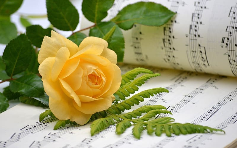 Rose and Music, rose, music sheet, still life, yellow, fern, HD wallpaper
