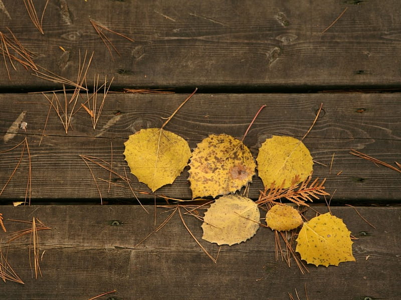 Fallen leaves, leaves, brown, yellow, nature, automn, HD wallpaper