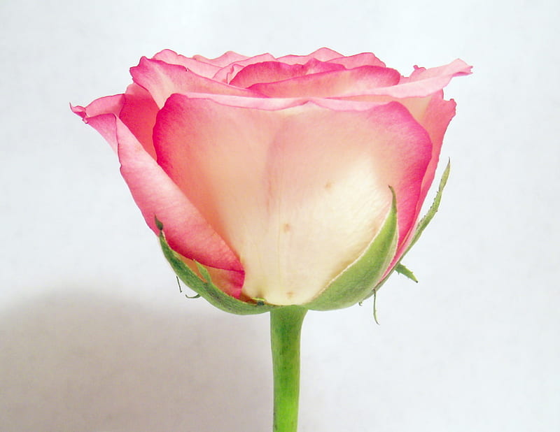 pink rose, simpel, white, rose, pink, HD wallpaper