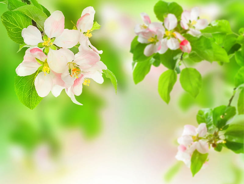 *** Spring time ***, flowers, flowering, nature, trees, sprng, HD wallpaper