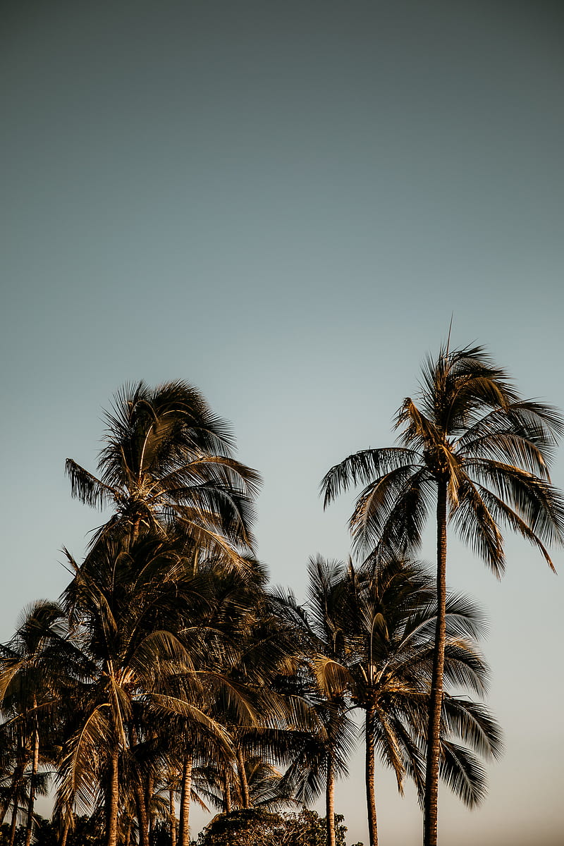 palm trees, branches, leaves, HD phone wallpaper