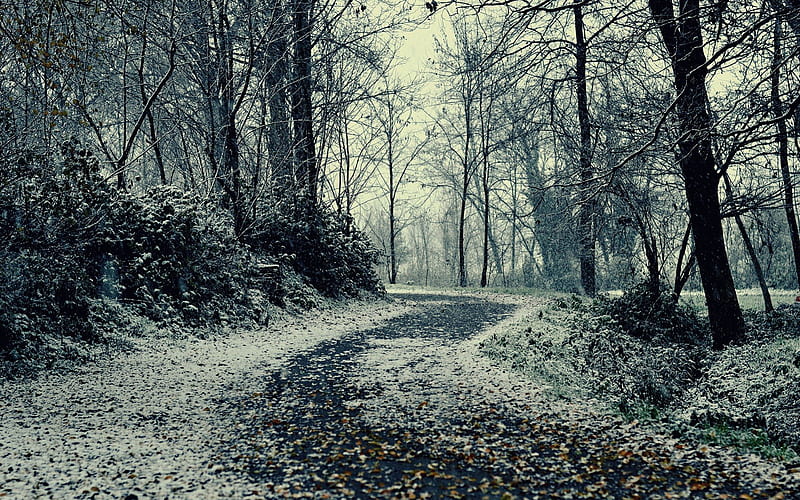 Winter Road, forest, trees, fog, mist, winter, cold, leaf, leaves, snow, curve, road, HD wallpaper