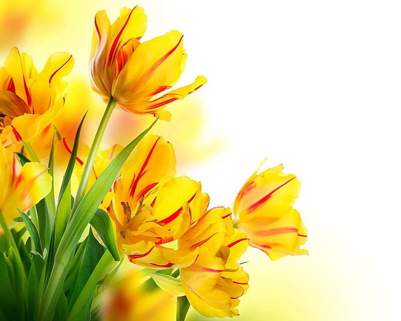 Tulips, Yellow, Flowers, Nature, HD wallpaper Tulips, Yellow, Flowers, Nature, HD wallpaper