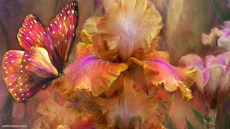 BUTTERFLY AND IRISIS, flowers, butterfly, golden, iris, HD wallpaper