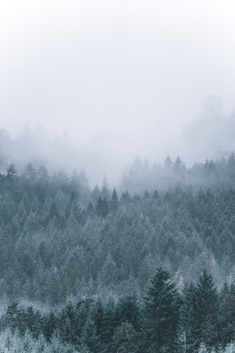 forest, fog, haze, trees, conifer, HD phone wallpaper