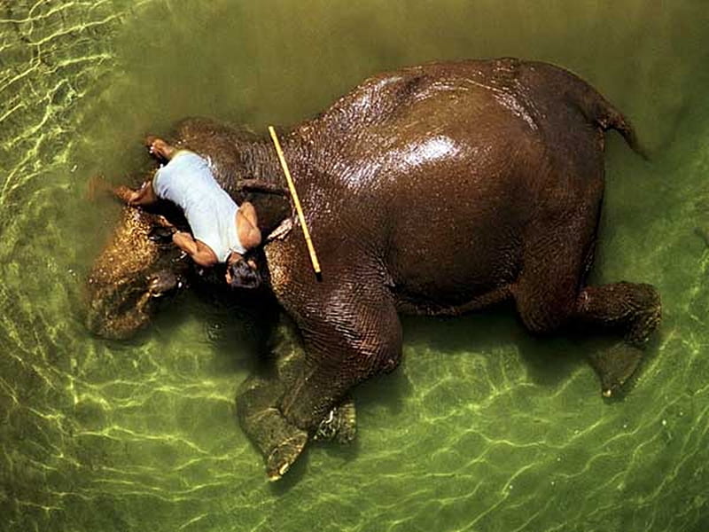 Indian bathing an elephant, elephants, animals, HD wallpaper