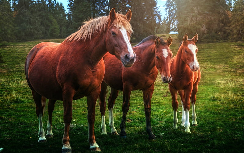 horses, farm, green meadow, brown horses, sunset, evening, HD wallpaper