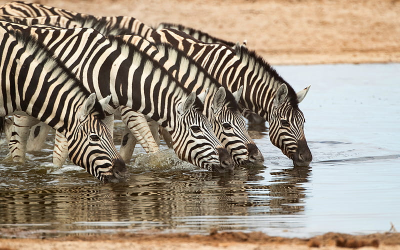 zebras, lake, evening, sunset, wildlife, wild animals, zebras drink water, Tanzania, Africa, HD wallpaper