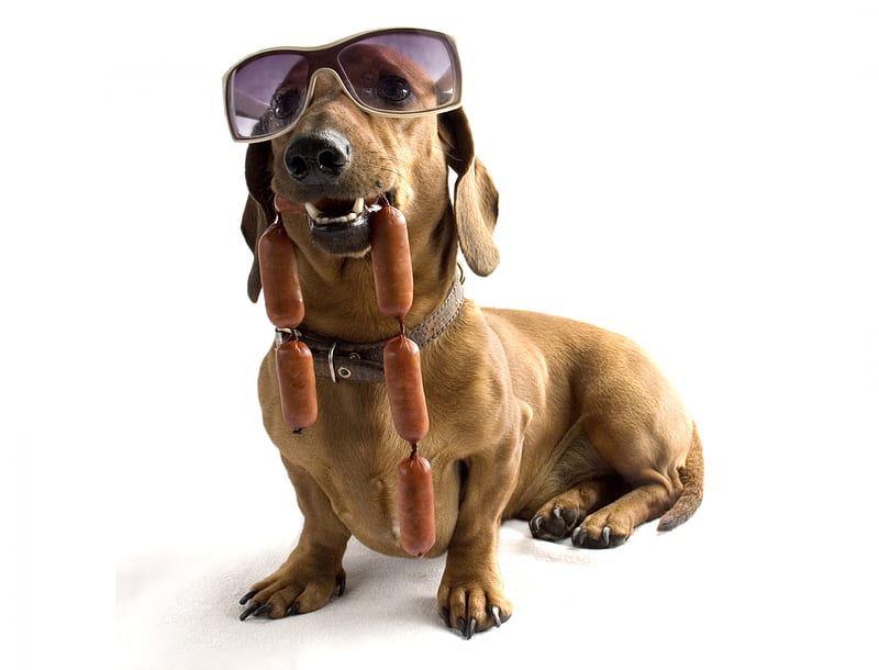 I share, sunglasses, food, caine, funny, white, dachshund, dog, HD wallpaper