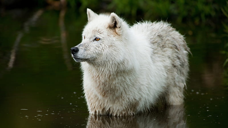 White Wolf in Water, wolf, tail, fur, wild, HD wallpaper