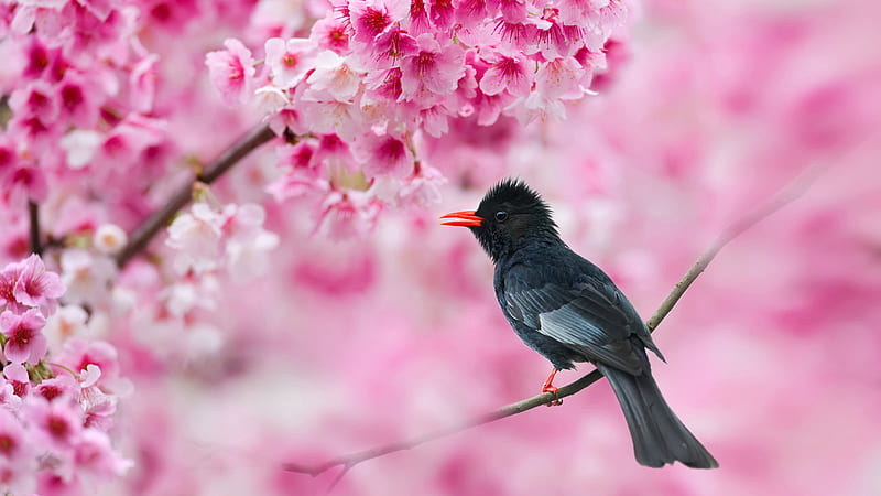 Black Bulbul Hypsipetes Leucocephalus Bird In Blur Pink Blossom Flowers Birds, HD wallpaper