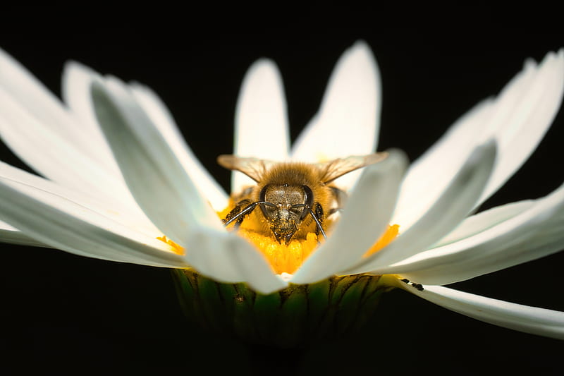 bee, pollen, petals, macro, HD wallpaper