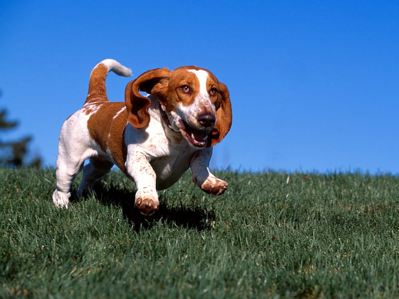 Untitled , basset hound, grass, jumping, HD wallpaper