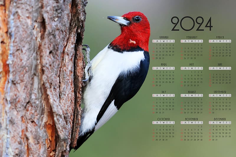 Red Headed Woodpecker ~ 2024 Calendar, bird, woodpeckeer, tree, calendar, 2024, nature, HD wallpaper