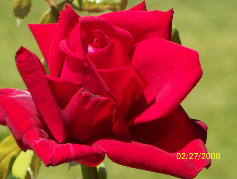 A RED ROSE FROM ARLINGTON OREGON, FLOWER, COLORFUL, RED, BEAUTIFUL, HD wallpaper