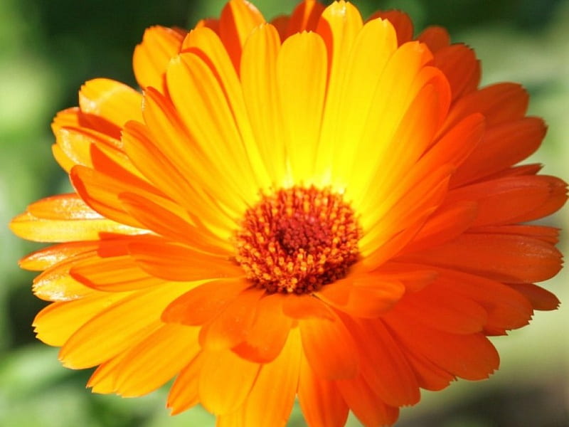 Beautiful flower, flower, petals, bloom, orange, HD wallpaper | Peakpx