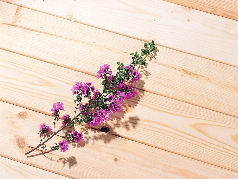 herbaceous flowers - Health Herbal life, HD wallpaper
