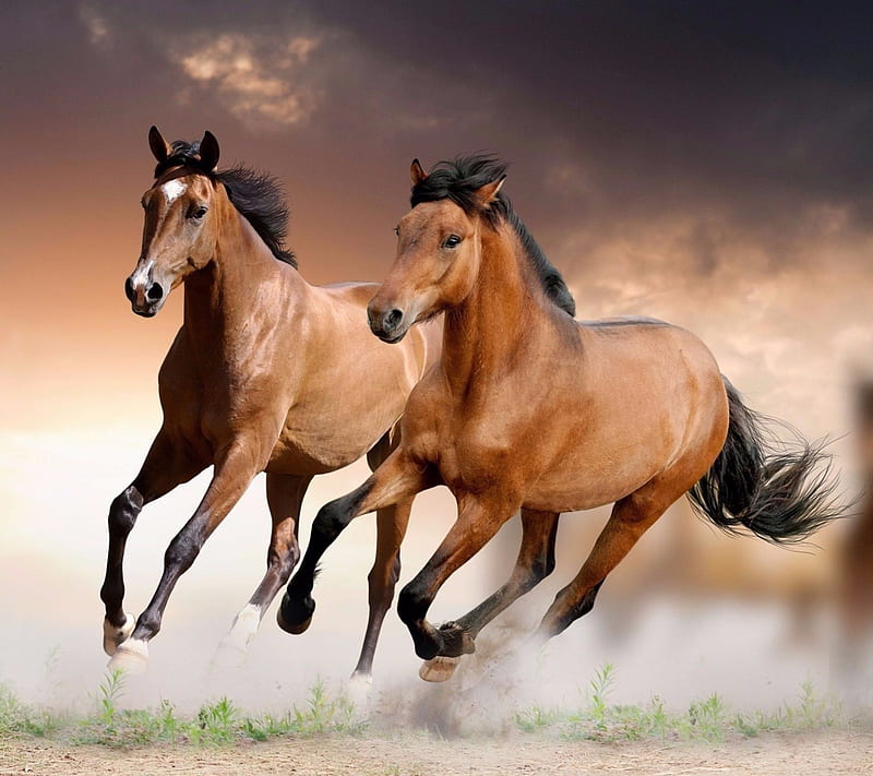 Wild Horses, Brown, Wild, Horses, Animals, HD wallpaper