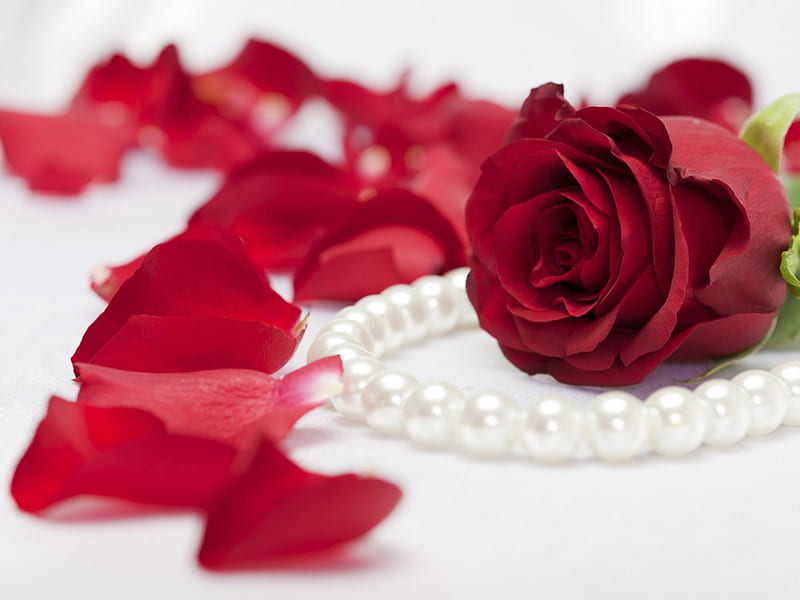 pearl necklace n red rose, red rose, pearl, flowers, nature, petals, roses, HD wallpaper