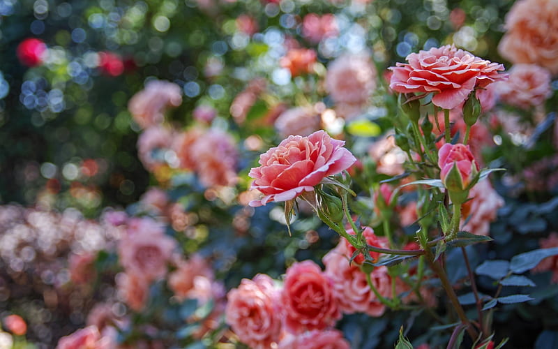 rose bush, bokeh, buds, pink roses, pink flowers, roses, HD wallpaper