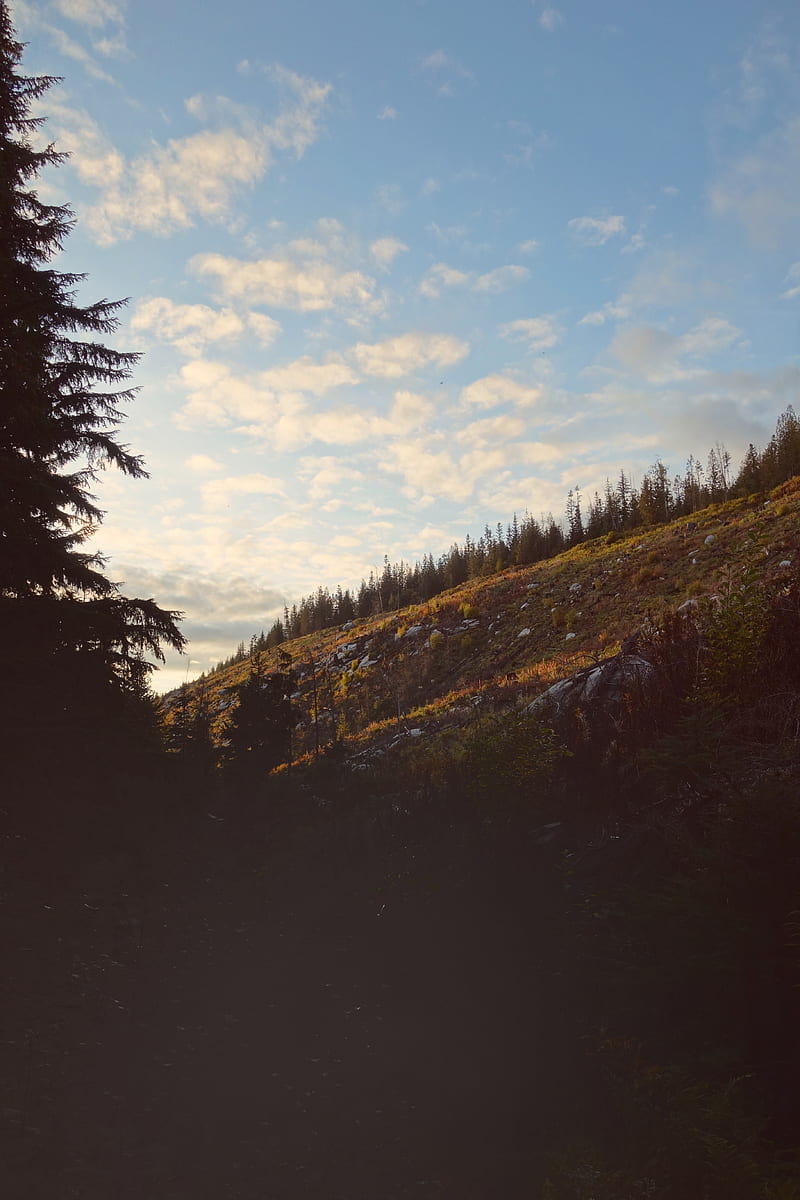 hill, slope, trees, dark, landscape, HD phone wallpaper