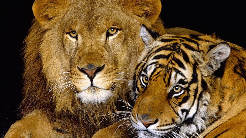 Lion And Tiger With Black Background Lion, HD wallpaper