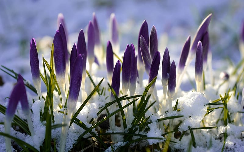 Crocus Buds, purple, buds, crocuses, snow, HD wallpaper | Peakpx