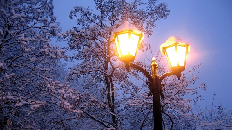 Snowy Streetlights, tree, lantern, snow, streetlights, night, light, landscape, HD wallpaper