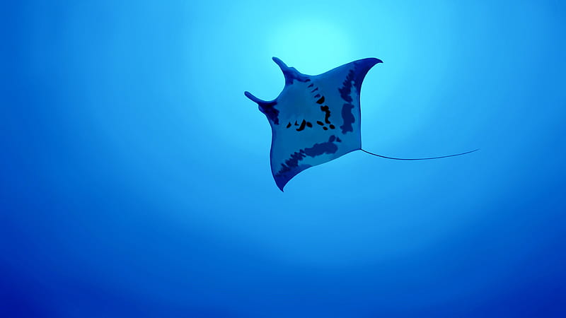 Manta Ray , manta-ray, underwater, sea, creature, animals, HD wallpaper