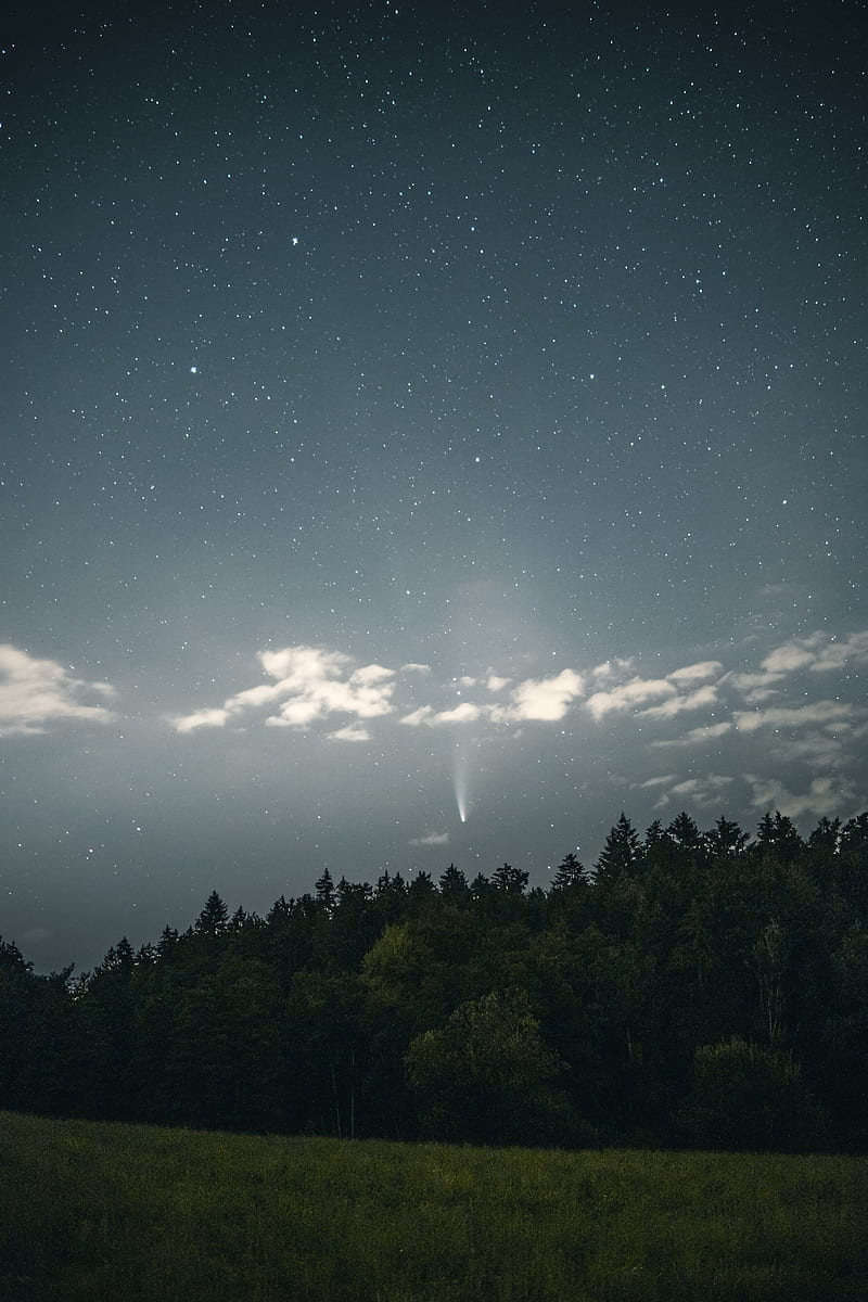 starry sky, starfall, trees, night, HD phone wallpaper