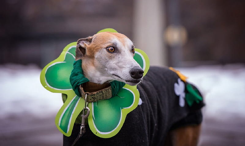 Happy St. Patrick`s Day, pretty, lovely, bonito, animal, sweet, cute, puppys, animals, dogs, puppy, dog, HD wallpaper