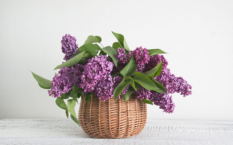 lilac, wicker basket, spring flowers, purple flowers, vase with lilacs, bouquet of lilac, HD wallpaper