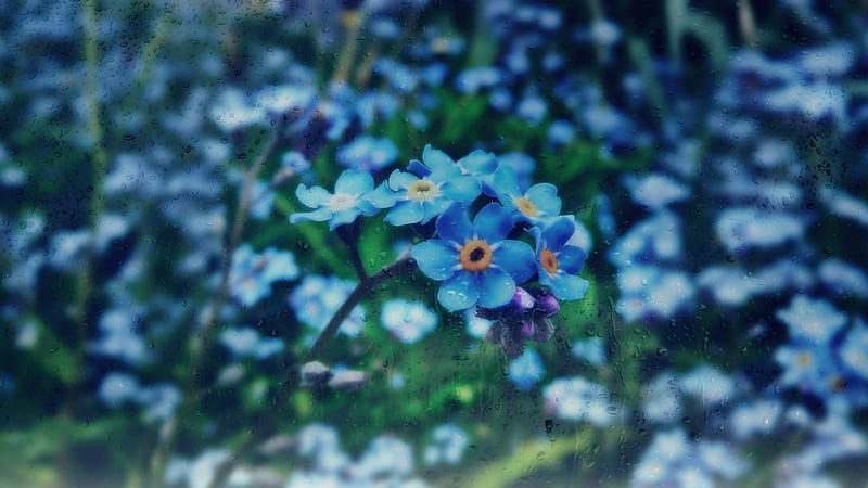 remember me..., flowers, nature, remember, rain, HD wallpaper