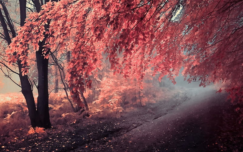 Rừng sương mù mùa thu ( Autumn misty forest): Rừng sương mù mùa thu được ví von như một bức tranh tuyệt đẹp của mẹ thiên nhiên với những tia nắng vàng rực rỡ chiếu sáng xuống những hàng cây đổ lối. Khám phá cảm giác mê hoặc này qua màn hình ảnh rừng sương mù mùa thu rực rỡ.