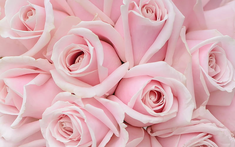 Roses, vara, rose, texture, flower, soft, pink, skin, trandafir, summer ...