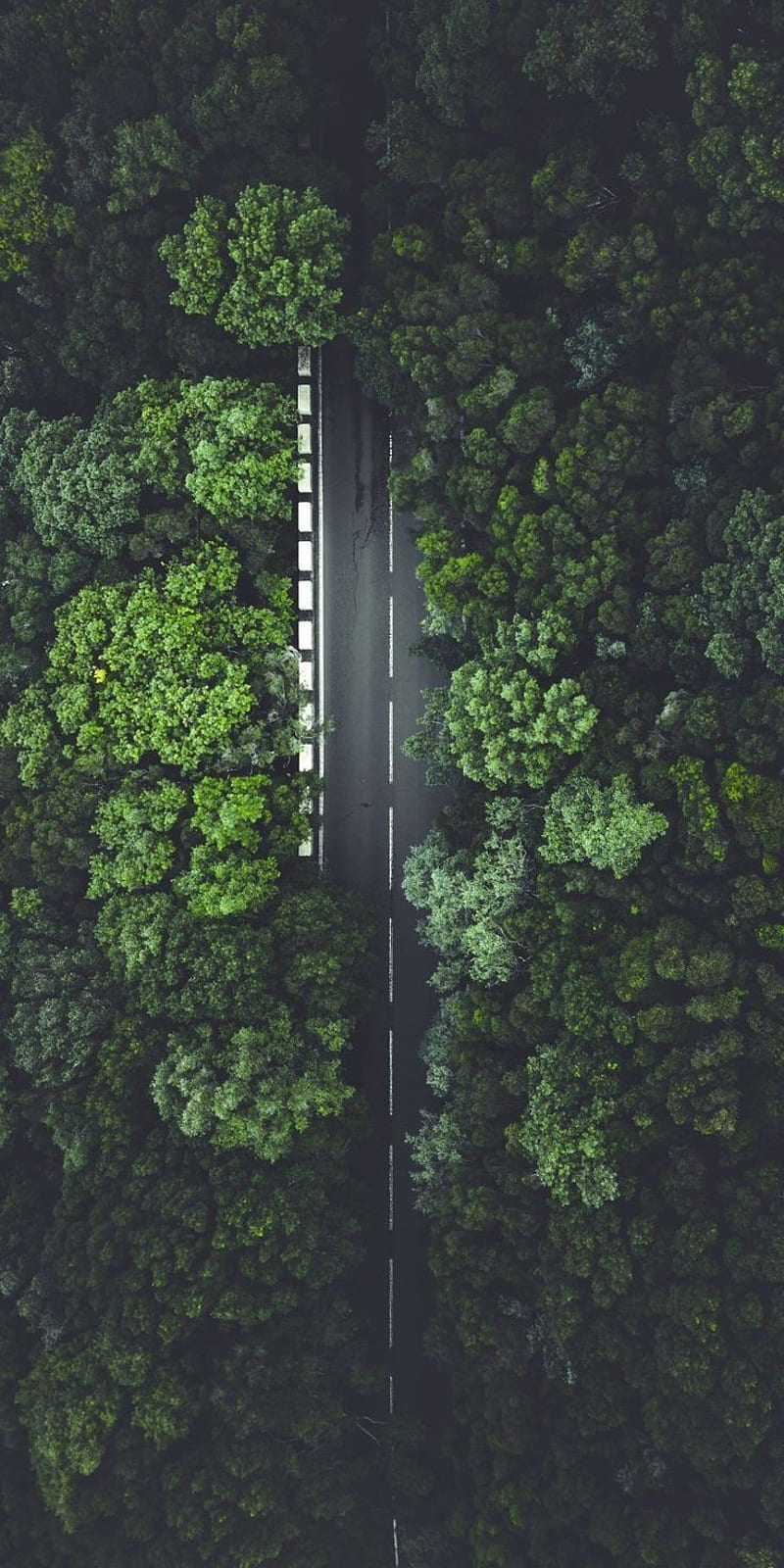 Green forest, earth, yol, HD phone wallpaper