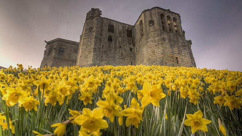 castle ruins among a field of daffodils, ruims, flowers, yellow, castle, field, HD wallpaper