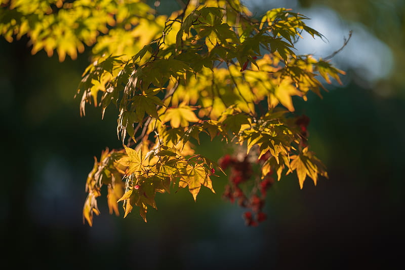 japanese maple, leaves, branches, macro, HD wallpaper