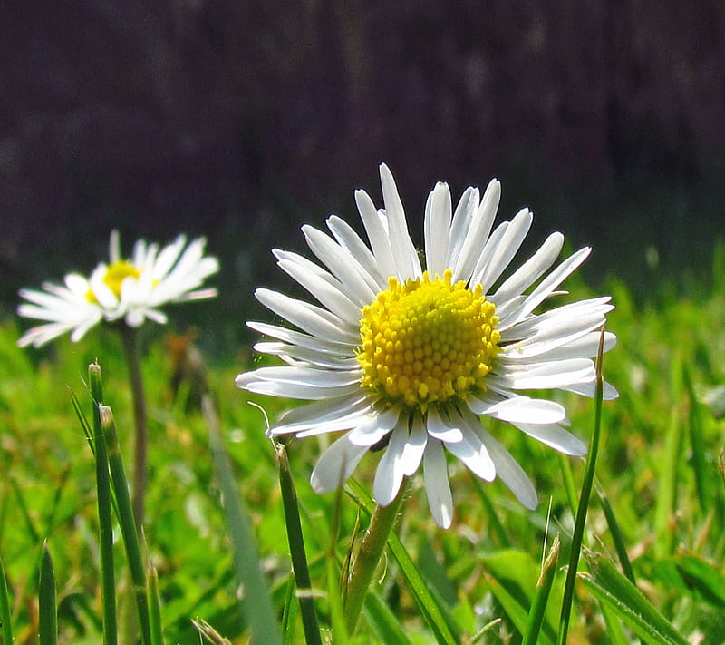 Daisy Flower, grass, green, nature, petals, plant, white, yellow, HD wallpaper