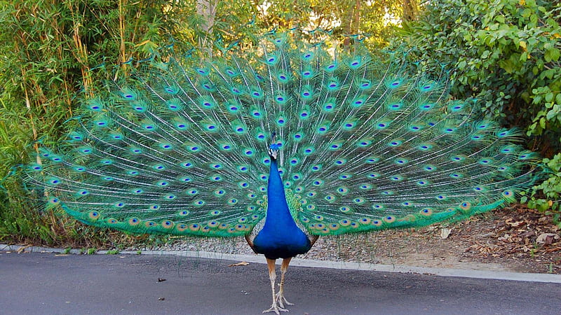 A beautiful peacock with blue feathers on the road, Cute Peacock, HD wallpaper