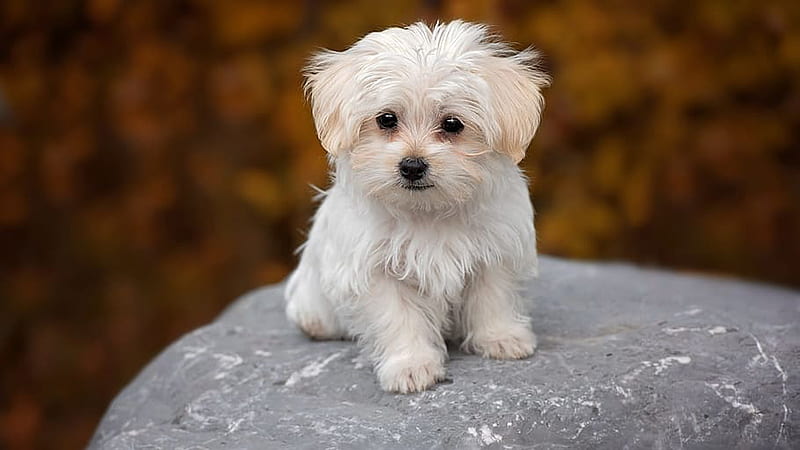 White Maltese Dog Puppy Is Standing On Rock In Blur Background Dog, HD wallpaper