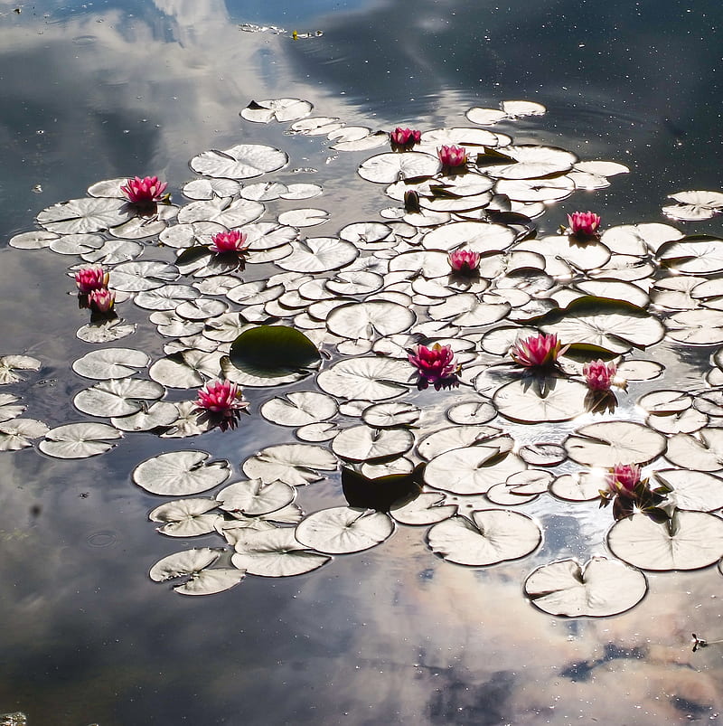 Watel Lilly, flowers, lake, pfurman, summmer, water lilly, HD phone wallpaper