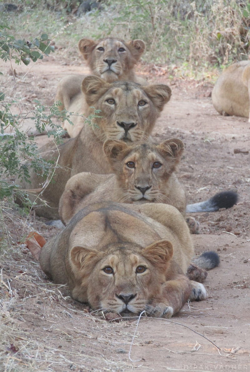 Familia de leones, india, león, Fondo de pantalla de teléfono HD | Peakpx